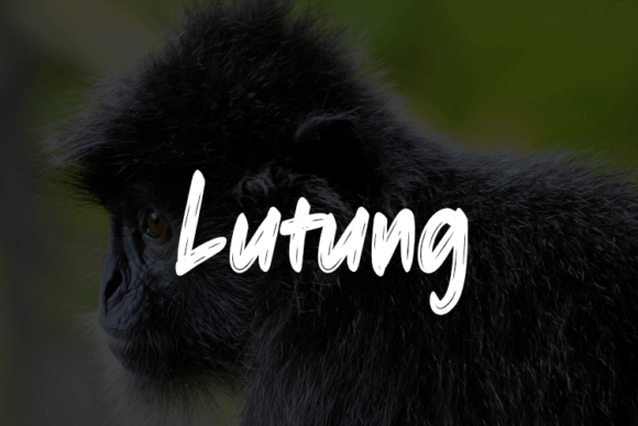 Lutung Typeface Review: Elevating Digital Brand Identity